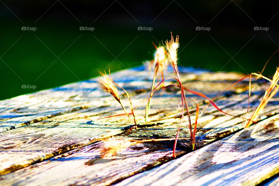 Grass between the boards