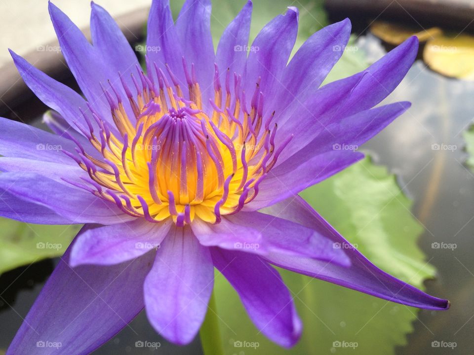 Purple lotus . Purple lotus flower 