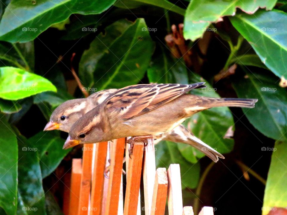 sparrows on the watch