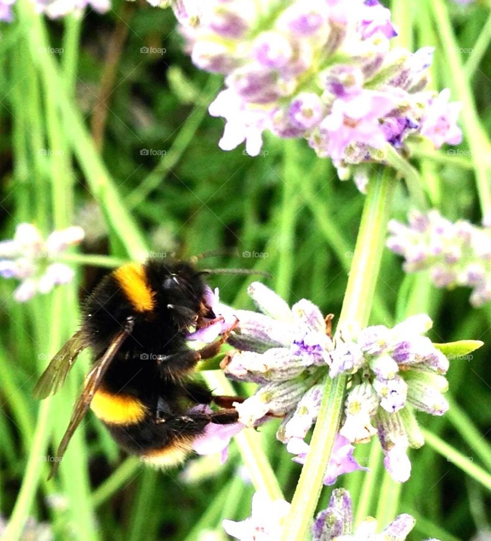 Bumblebee macro shot