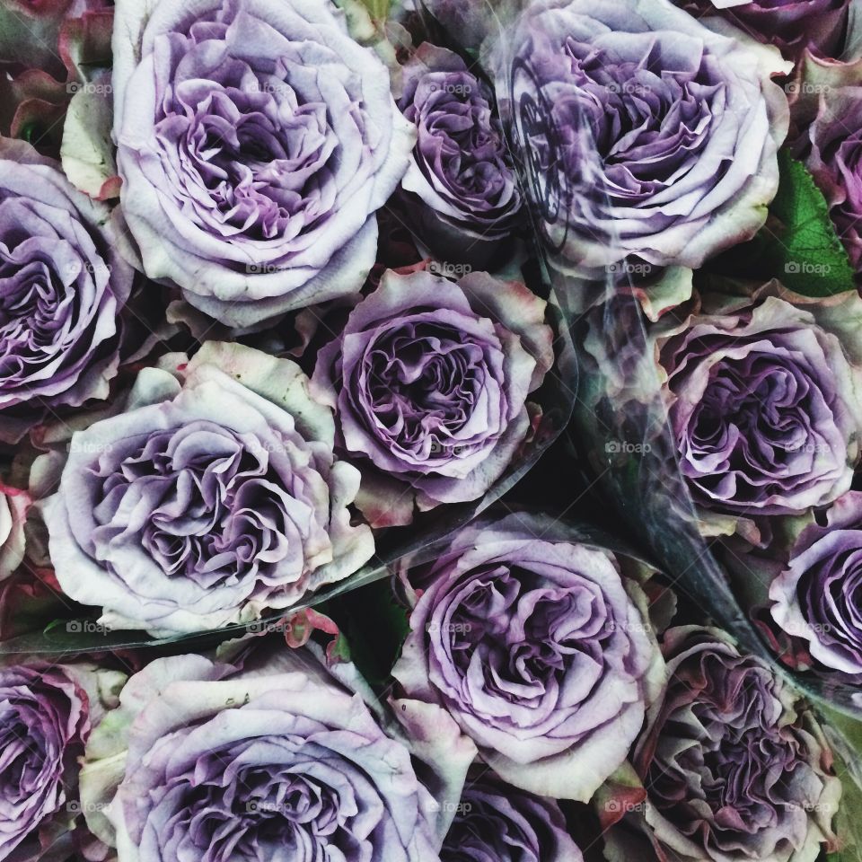 Close-up of bright purple flowers
