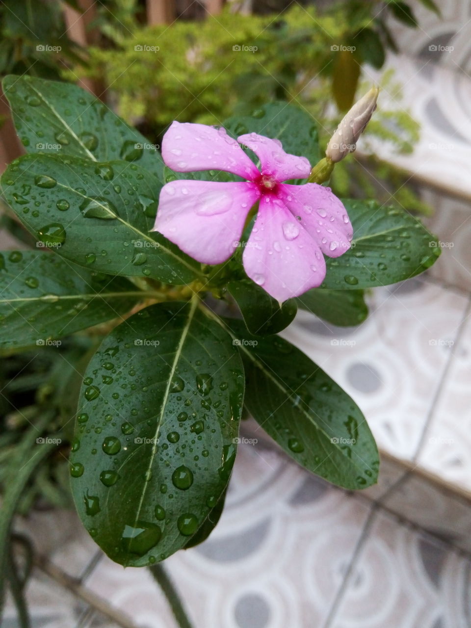 waterdroplet on Pink petals