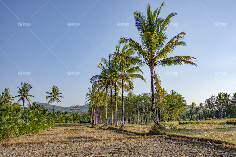 rice fields and coconut trees