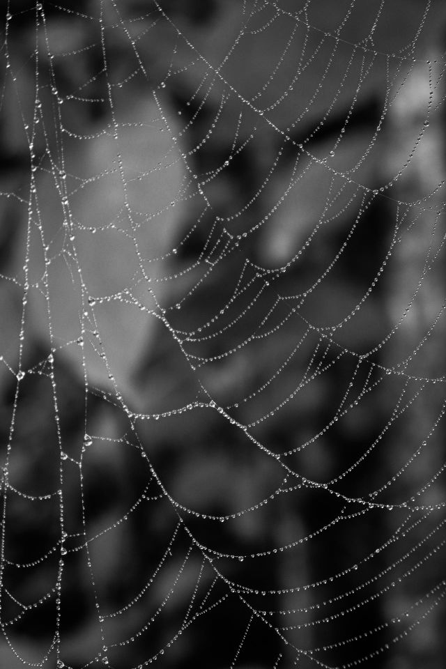Spider web: Photography Black and White
