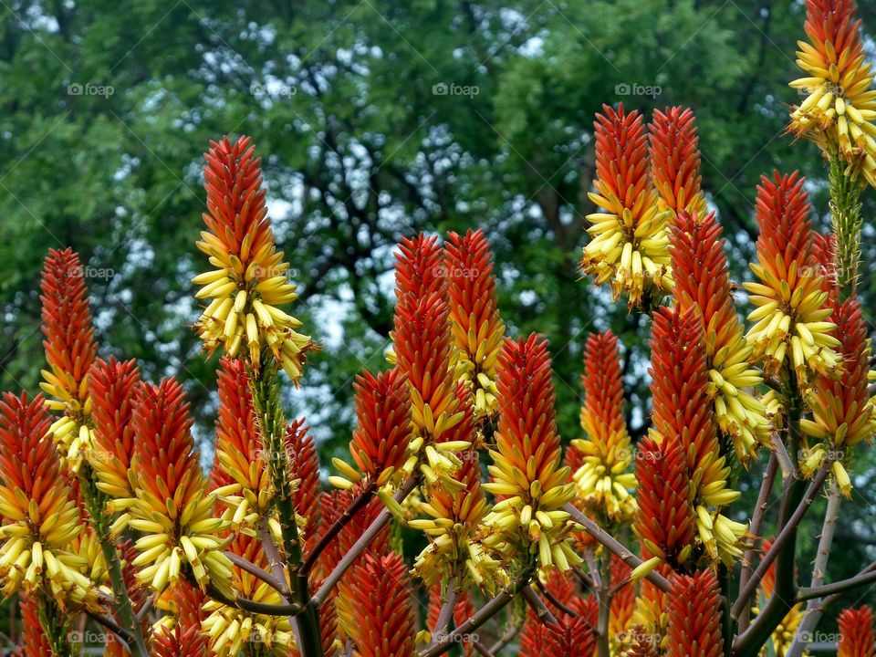 Yellow/ Red flowers 