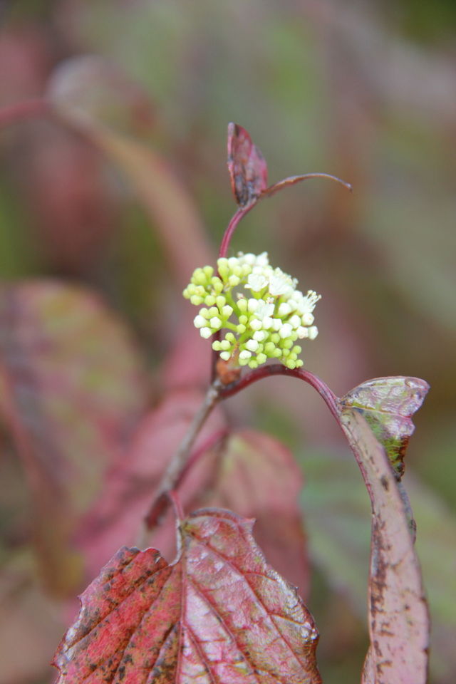 Plants of the USA