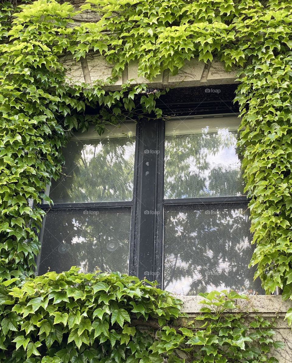 Ivy leaves spreading on the building windows 