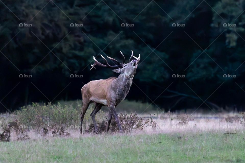 One red deer stag animal with branching antlers roaring early in the morning 