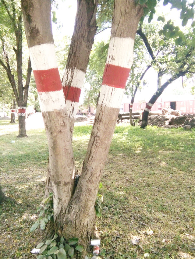 W shape photos,3 trees with 1 photo,3 with photos,3 with good co-ordination,3 with good tree representation,3 representing numbers with good photos,3 trees giving a message of getting together,3 best combination good trees,3 no. good photo