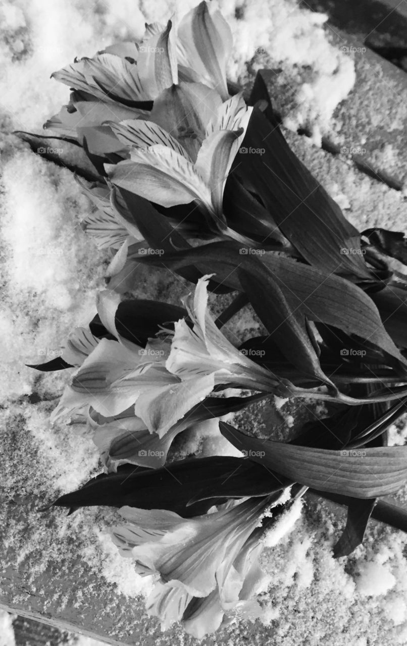 Black and white flowers in the snow