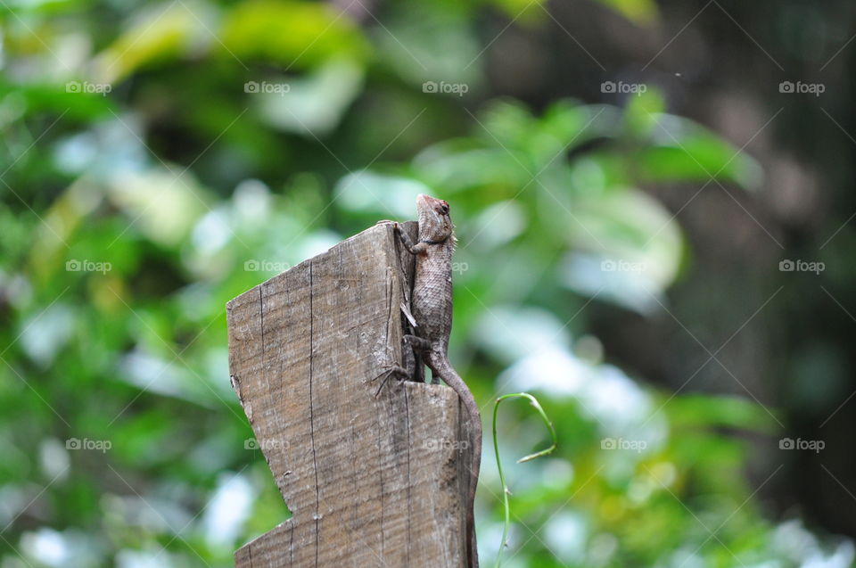 Lizard on a pillar