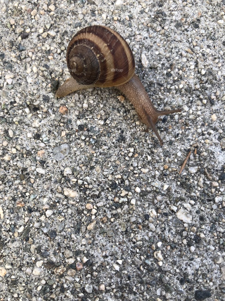 Snail is lost