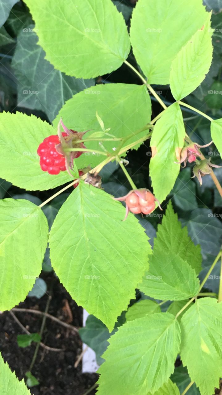 Himbeeren 