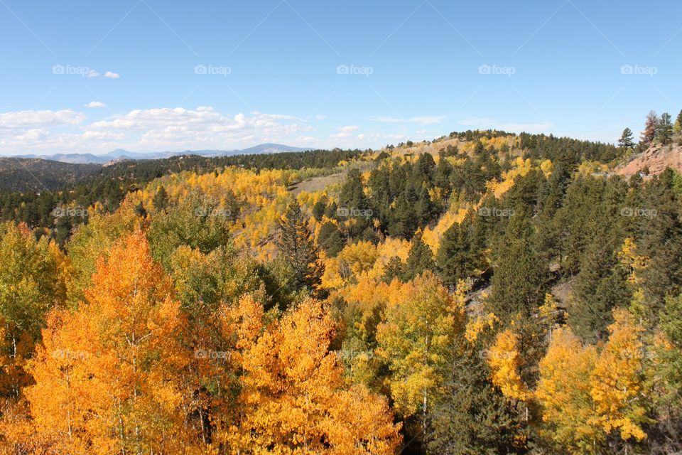 Autumn trees in forest