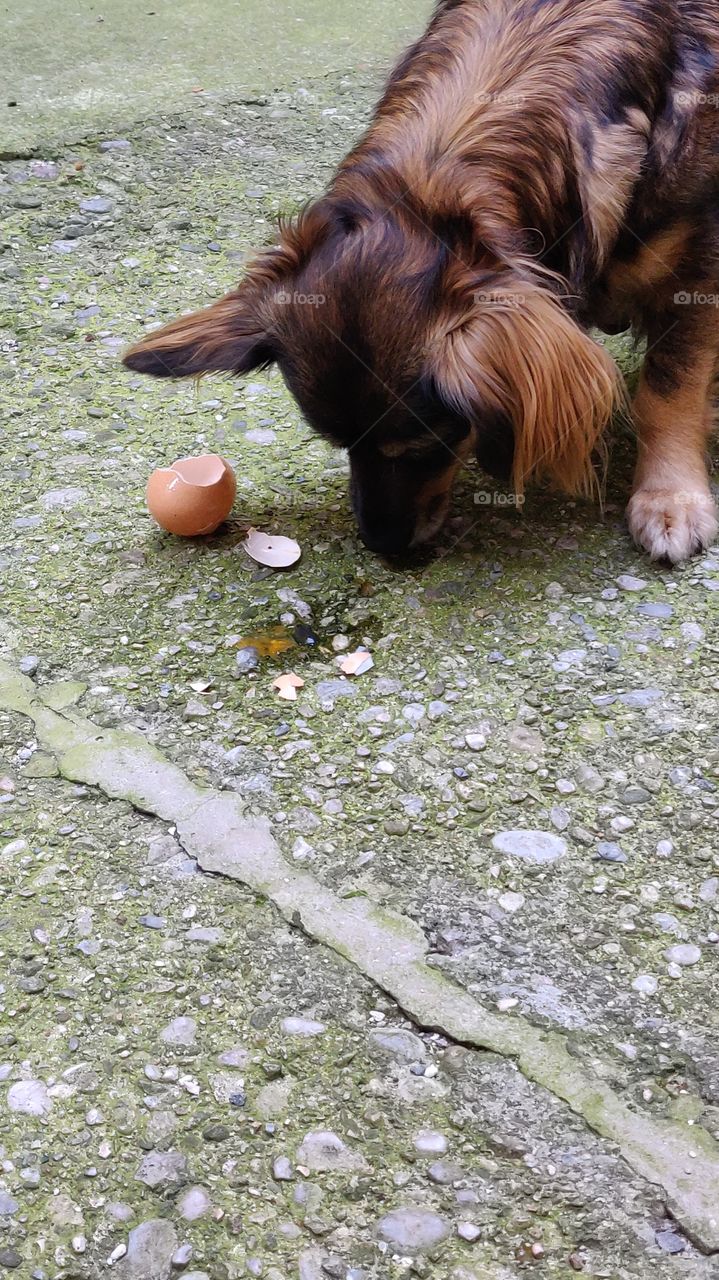 Dog having an Egg for breakfast