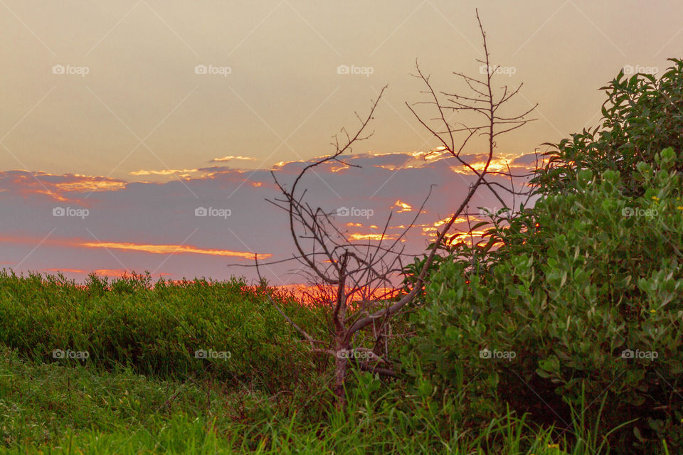 SUNSET IN THE JUNGLE