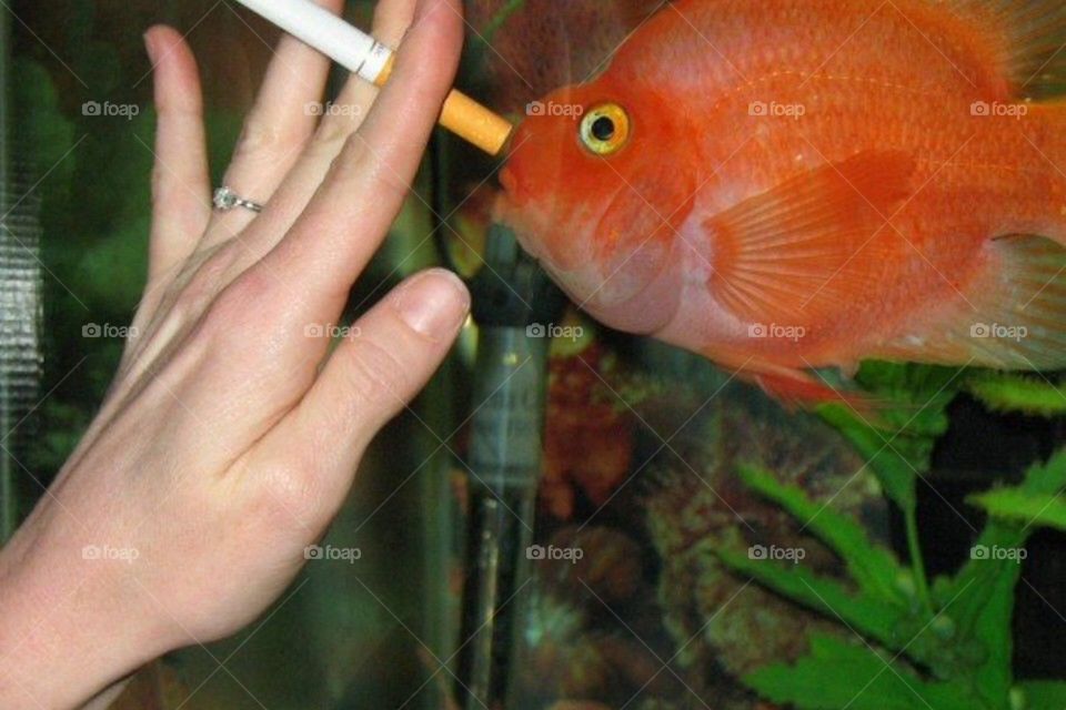 Smoking fish