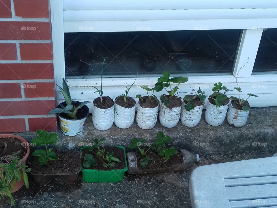 my mixed plants using plastic bottle container