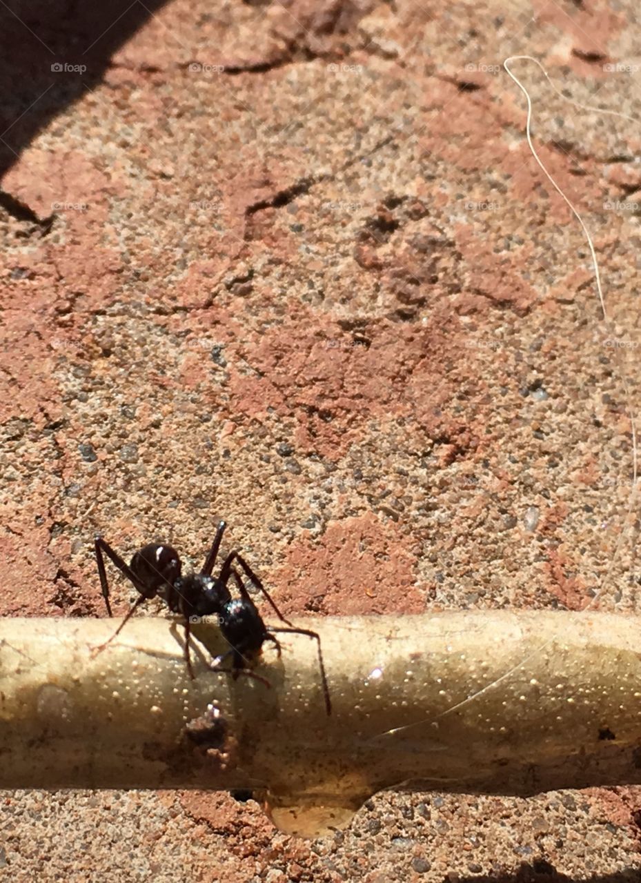 Worker ant on tree branch