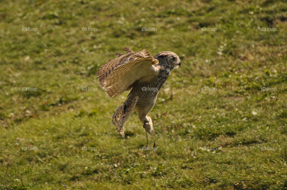 Magnificent raptors