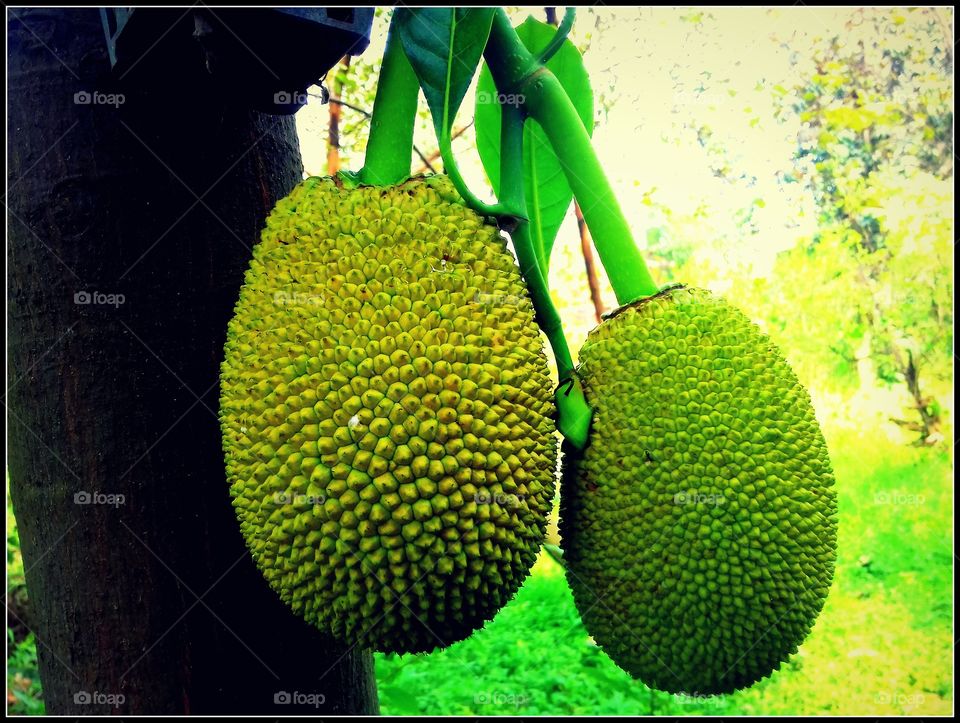 Jackfruit