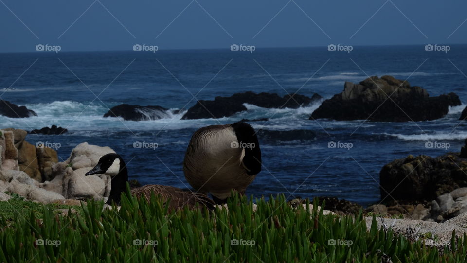 Pair of Beautiful birds on the coast