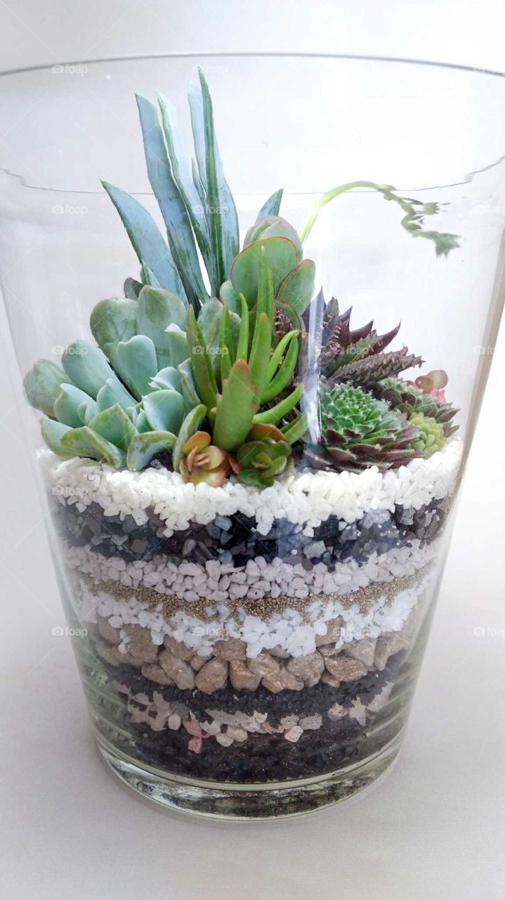 The glass vase with succulents