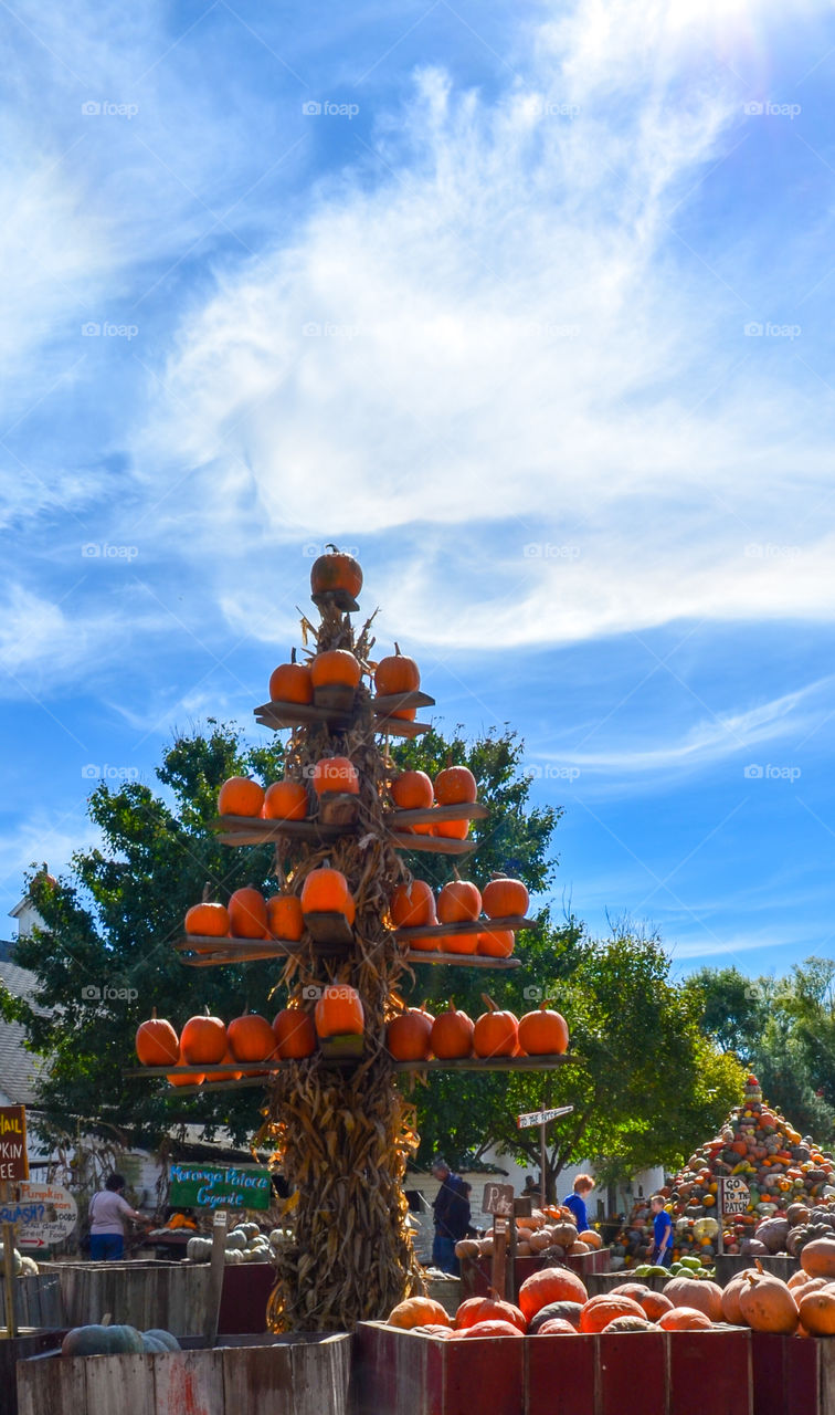 Squash display at a local pumpkin patch in the fall