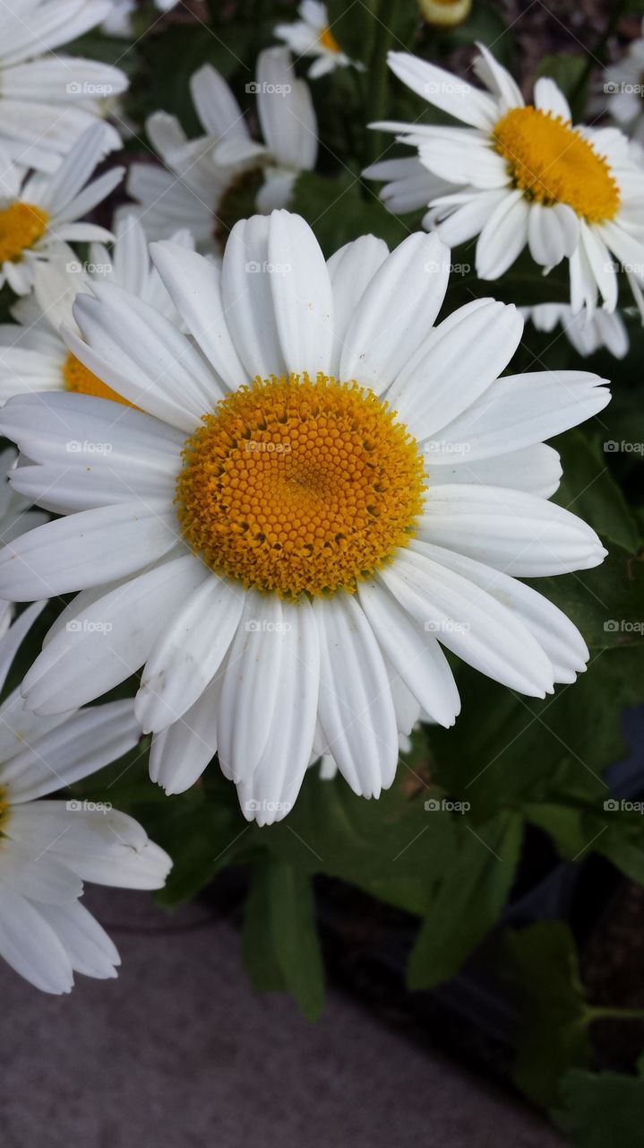 Daisies in the Spring