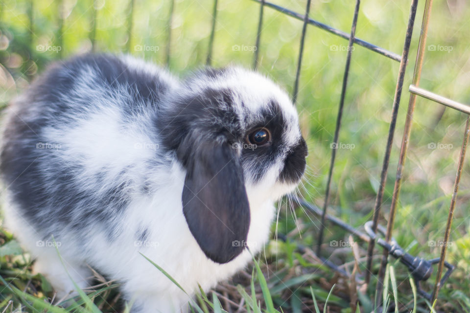 Close-up of a baby rabbit