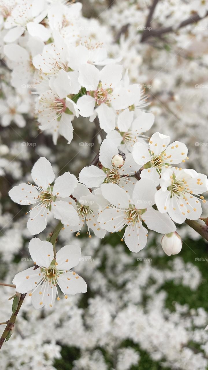 cherry flowers