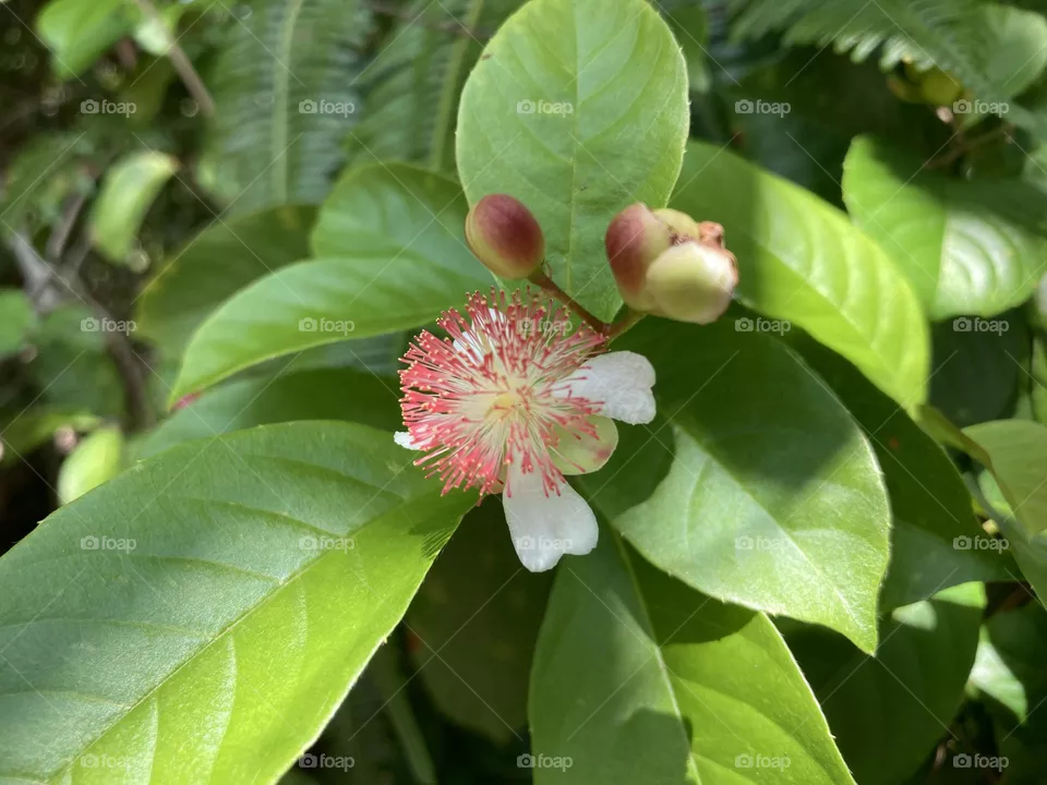 Fresh blossoms