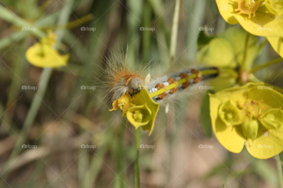 iran spring flower caterpillar by nader_esk