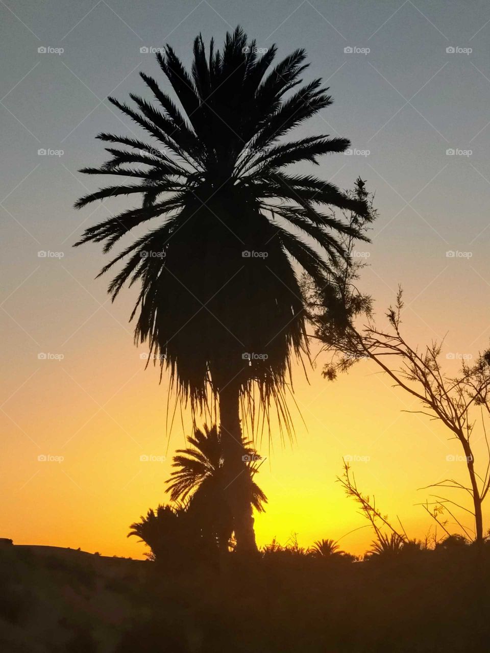 palm_trees in the time of sunset near Wargnoun river in the South of Tighmert village in the East South of Goulimine Morocco