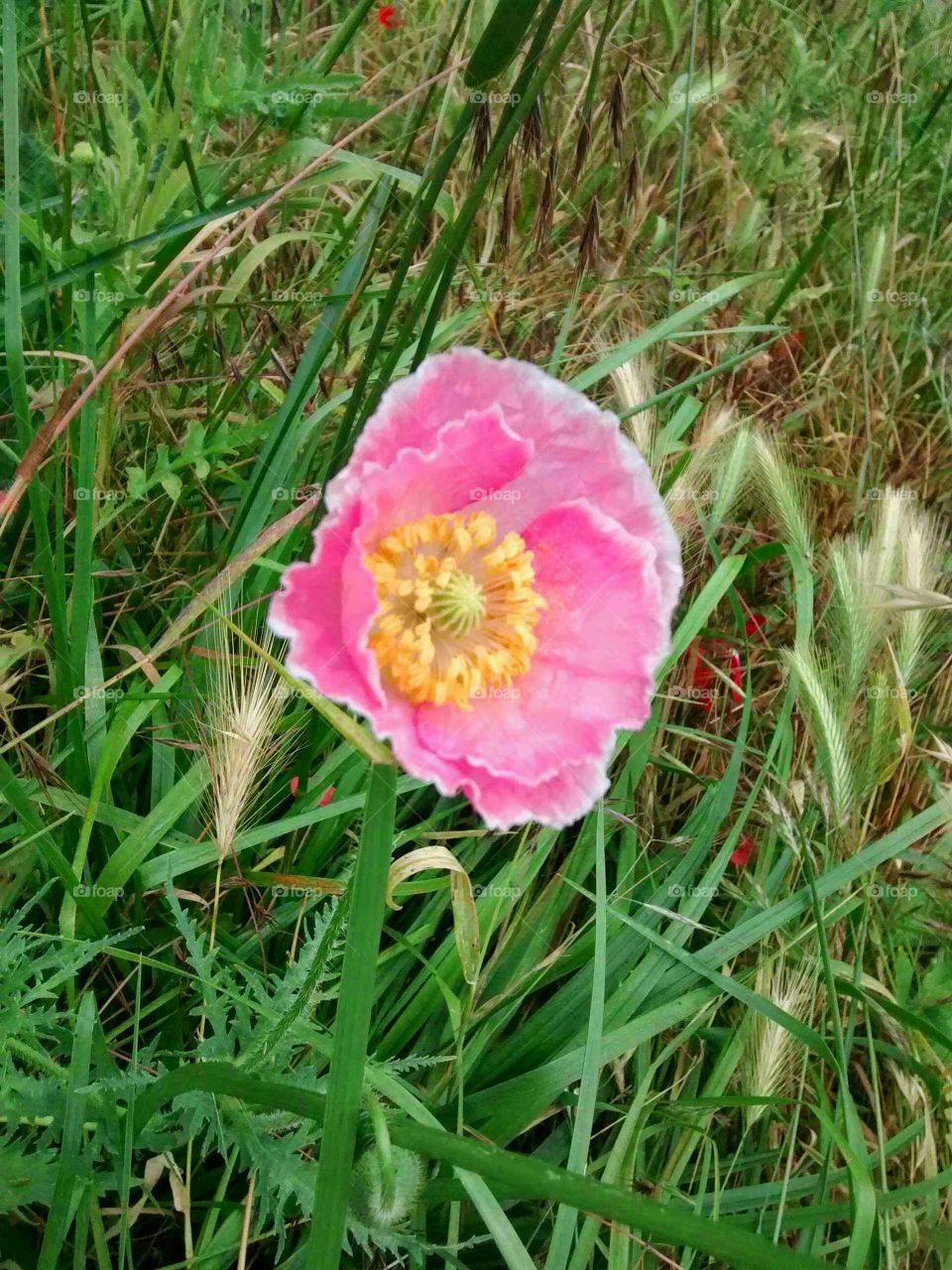 pink poppy