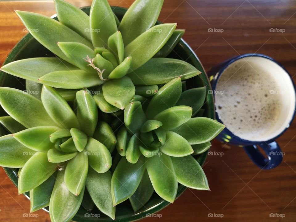 Beautiful green plant on the table and cup of coffee 🌿
