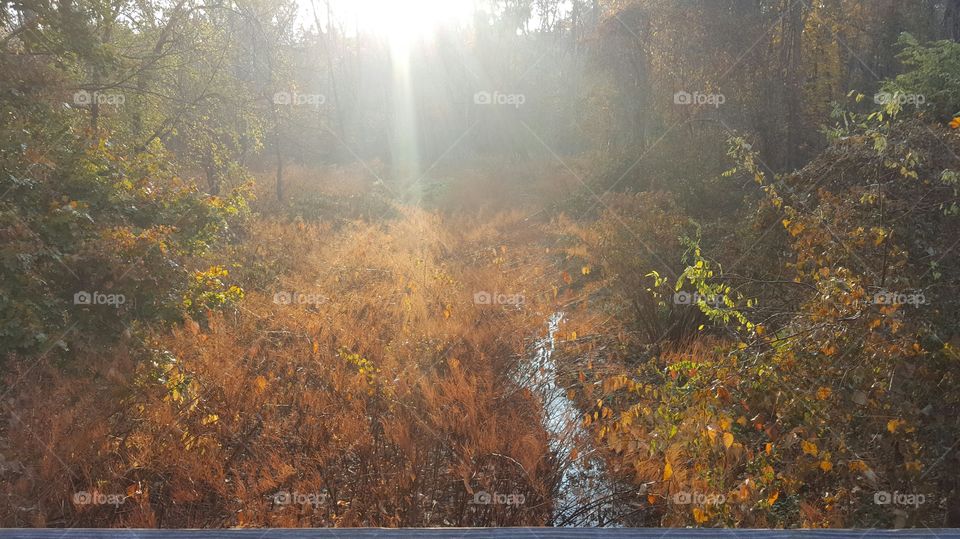 Light Through The Trees