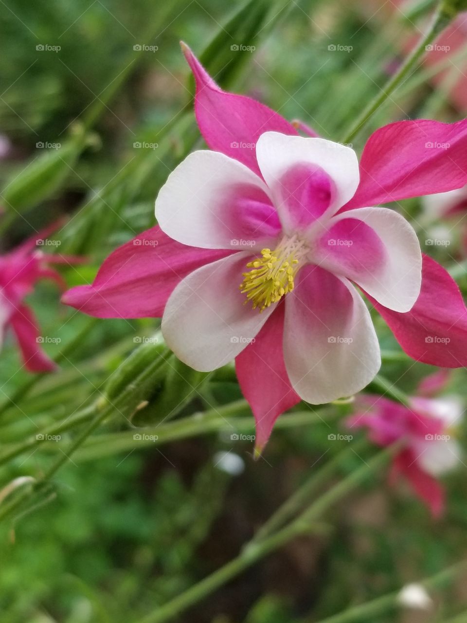 Columbine