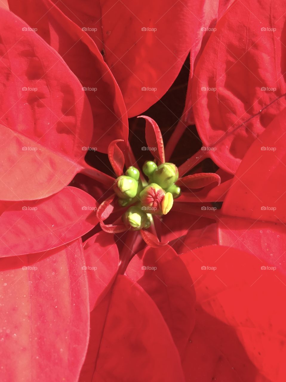 Christmas plant