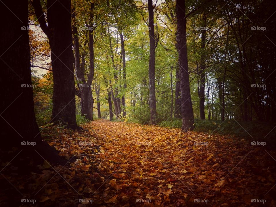 Autumn path