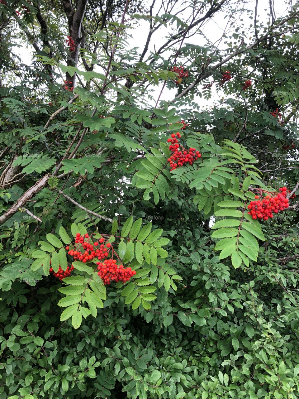 They say a large crop of berries indicates a harsh winter going forward, well here they are in August.