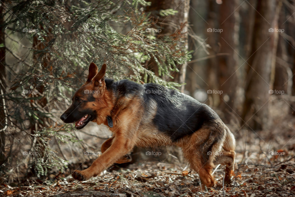 German shepherd 7-th months old puppy in a spring forest at sunny day