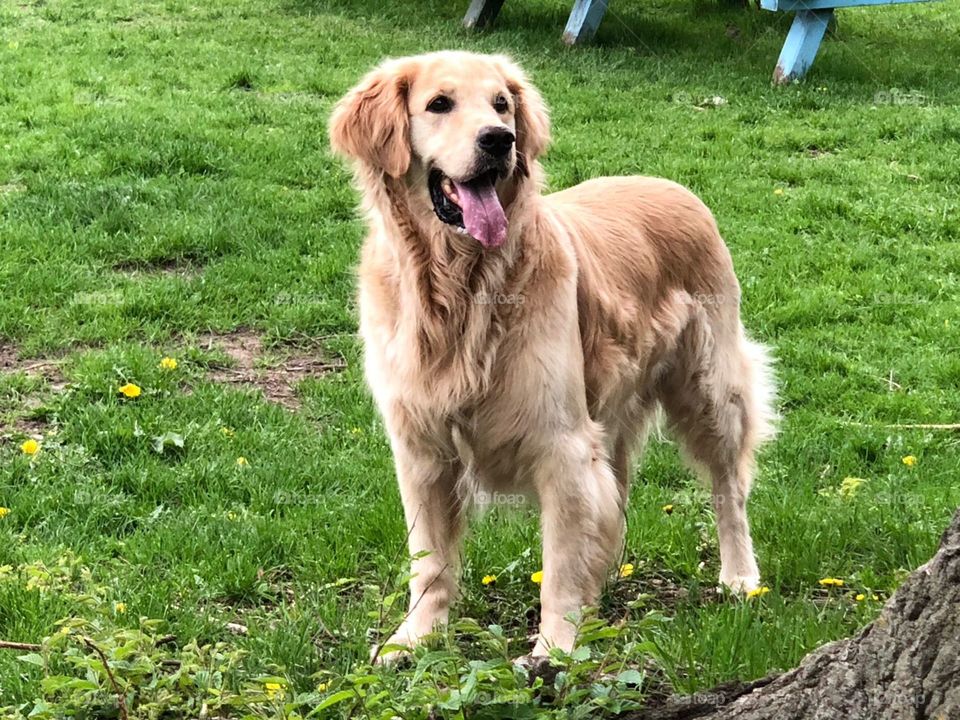 Spaghetti at the park