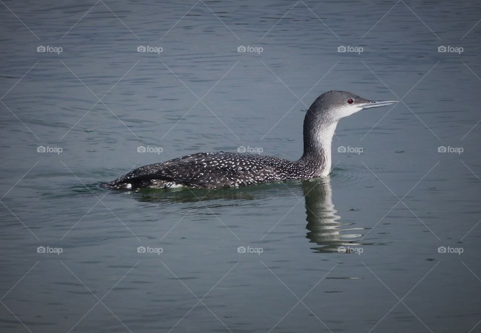 Cruising loon