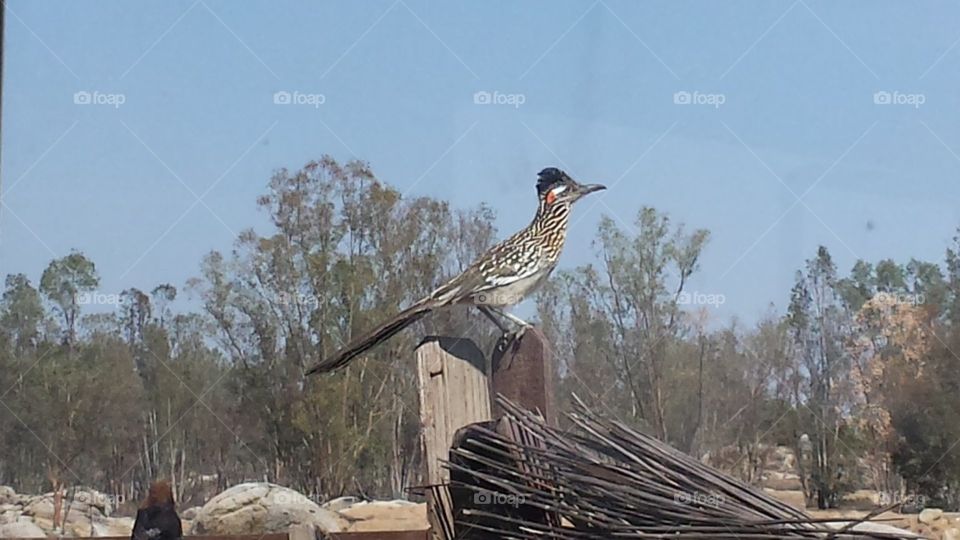 roadrunner. came out and I finally got its pic