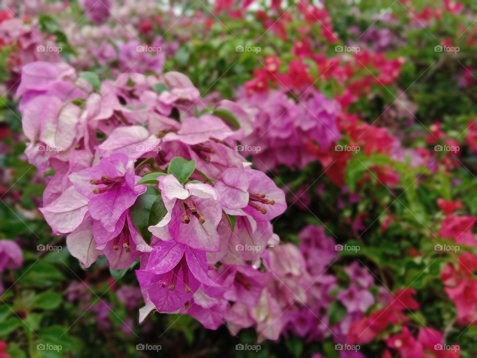 Bougainvillea is a perennial plant of the type of shrub.