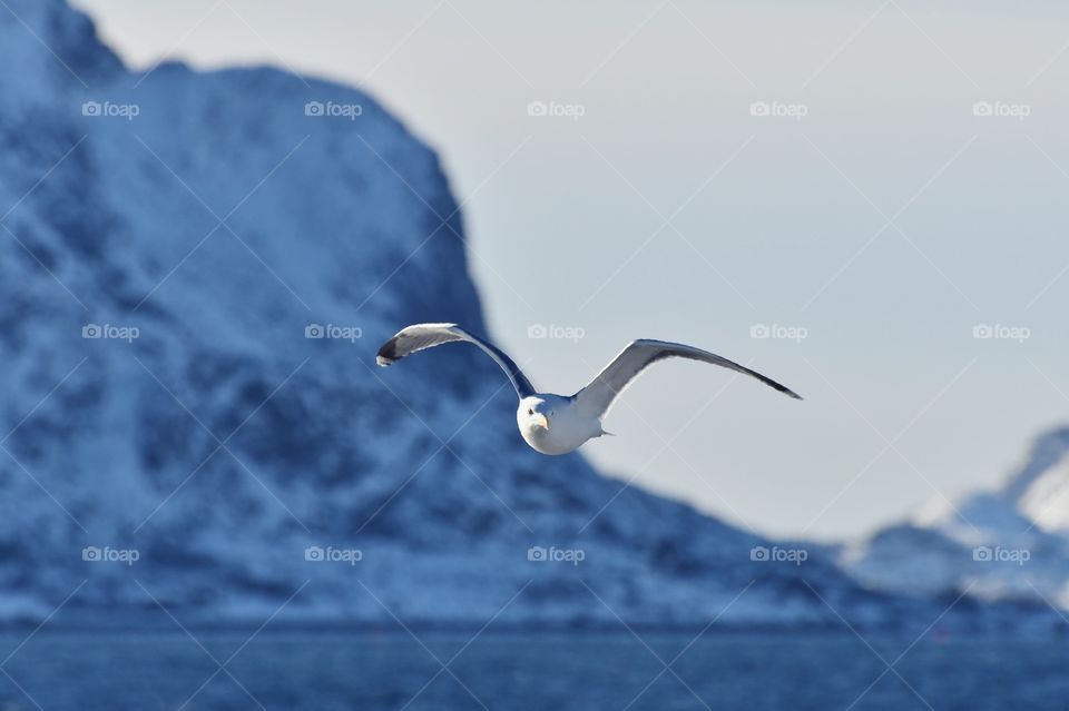 Flying Seagull