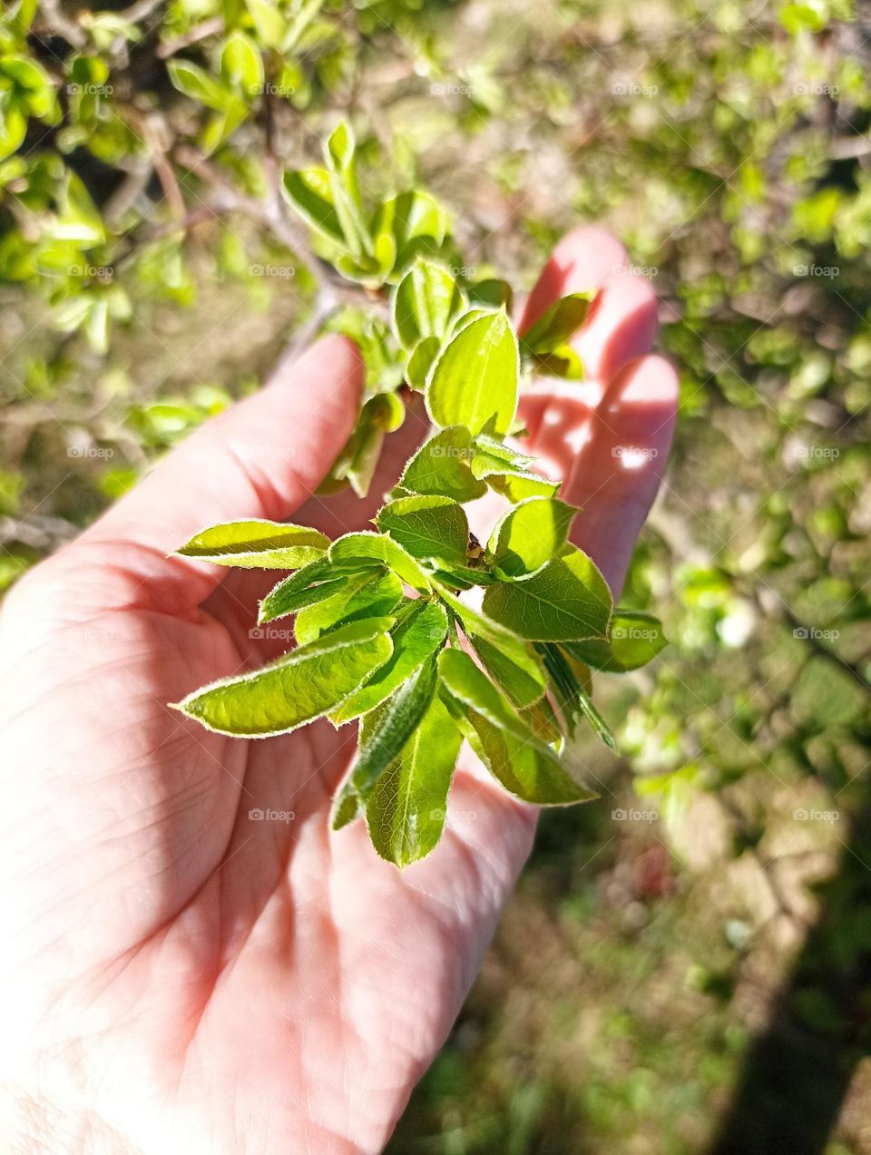 green young plant tree growing in ground in sunlight, love earth