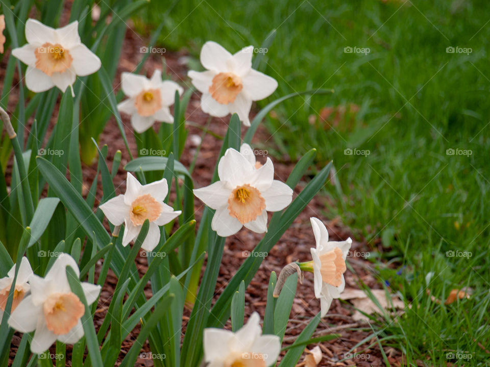 White daffodils in grass