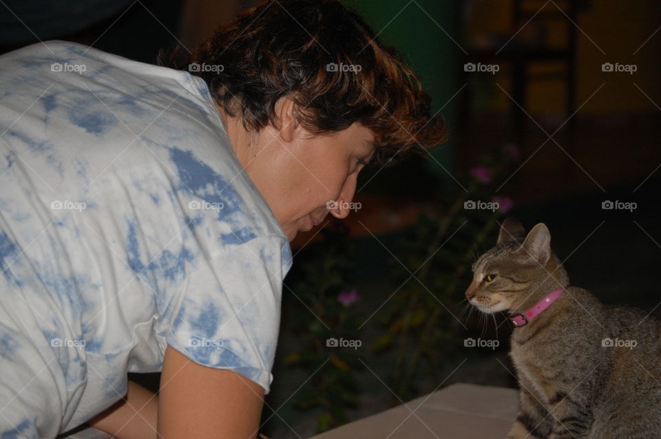 Cat looking into the eyes cat